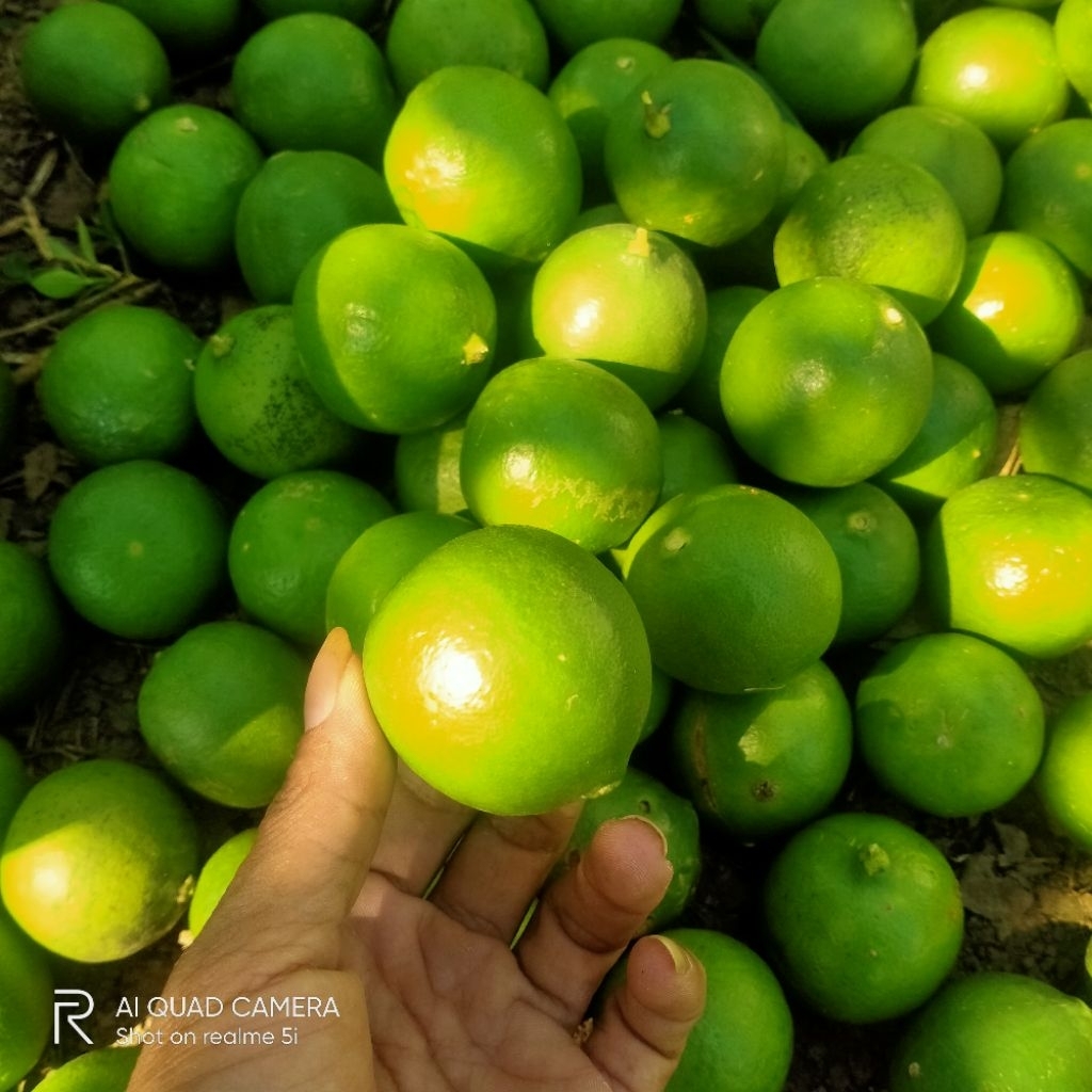 

Jeruk Nipis Fress Segar Harga 1Kg hijau Besar Banyak Airnya