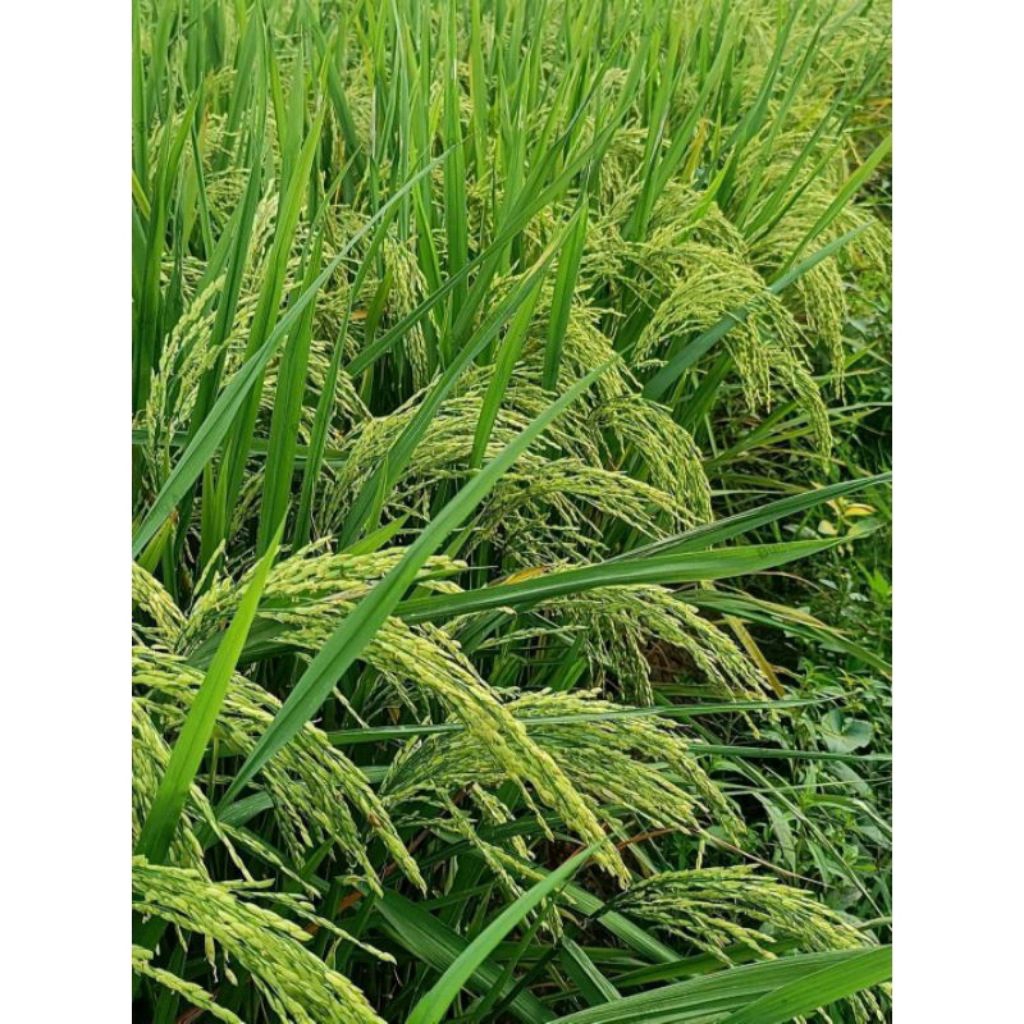 BENIH PADI ZIZANIA TERBARU KEMASAN 5KG original