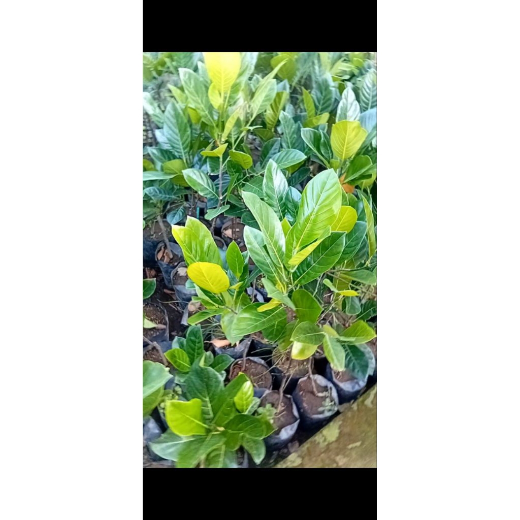 Bibit nangka madu mini