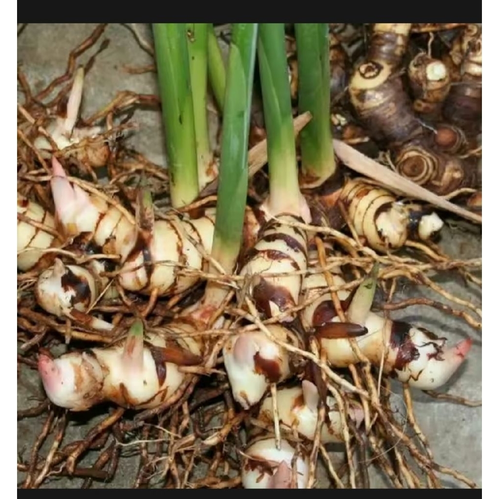 BIBIT LENGKUAS PUTIH CABUTAN