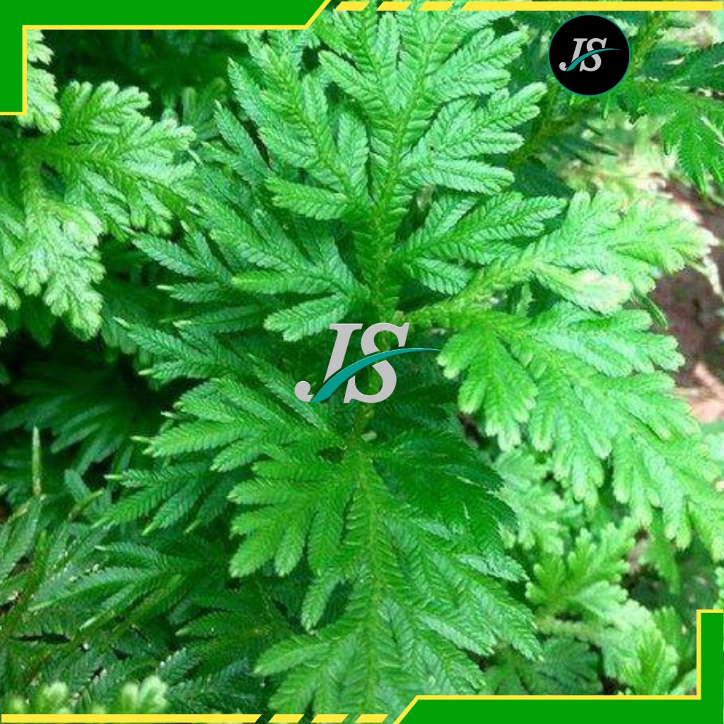 

Daun Cakar Ayam Segar 1kg Ceker Pitik / Rane