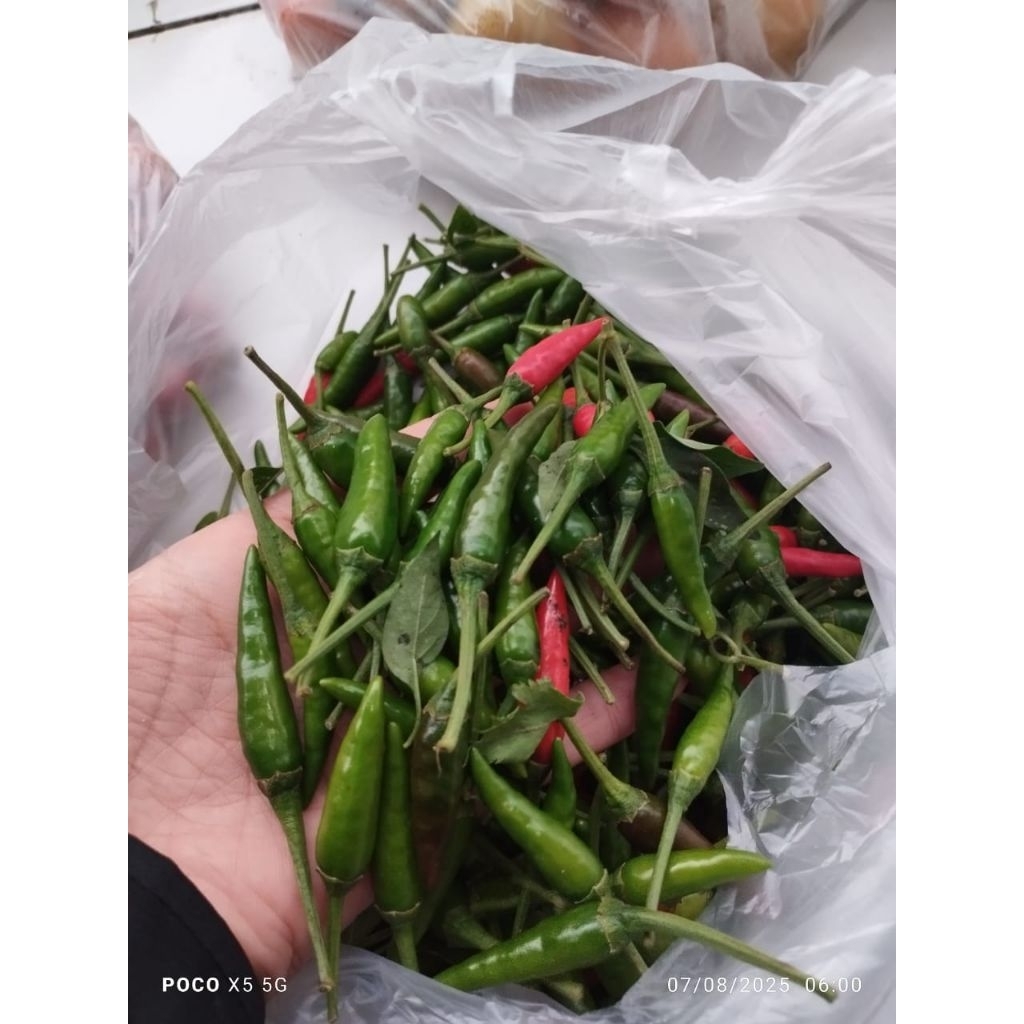 

cengek camplak/jampang cabe rawit setan jblay cabai