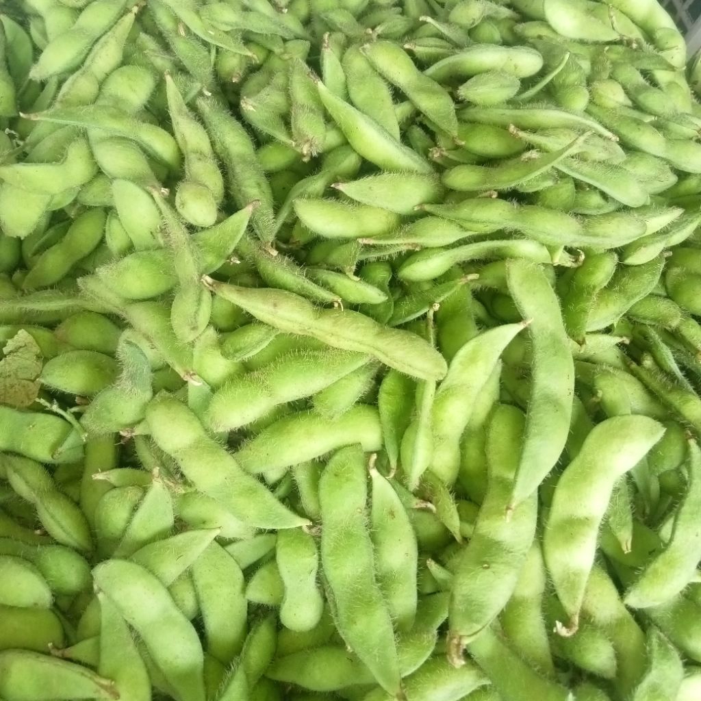 

EDAMAME FRESH 1KG