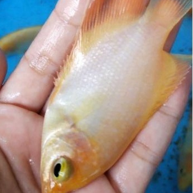 Bibit gurame Padang nyuper nyuperan 3 jarian / ikan sehat berkwalitas