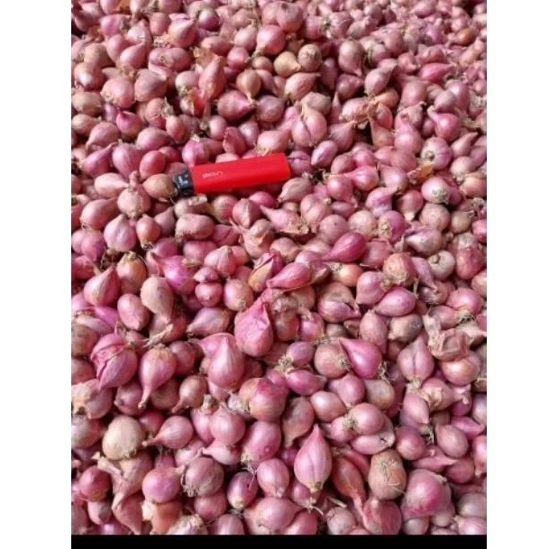 

bawang merah berambang brambang