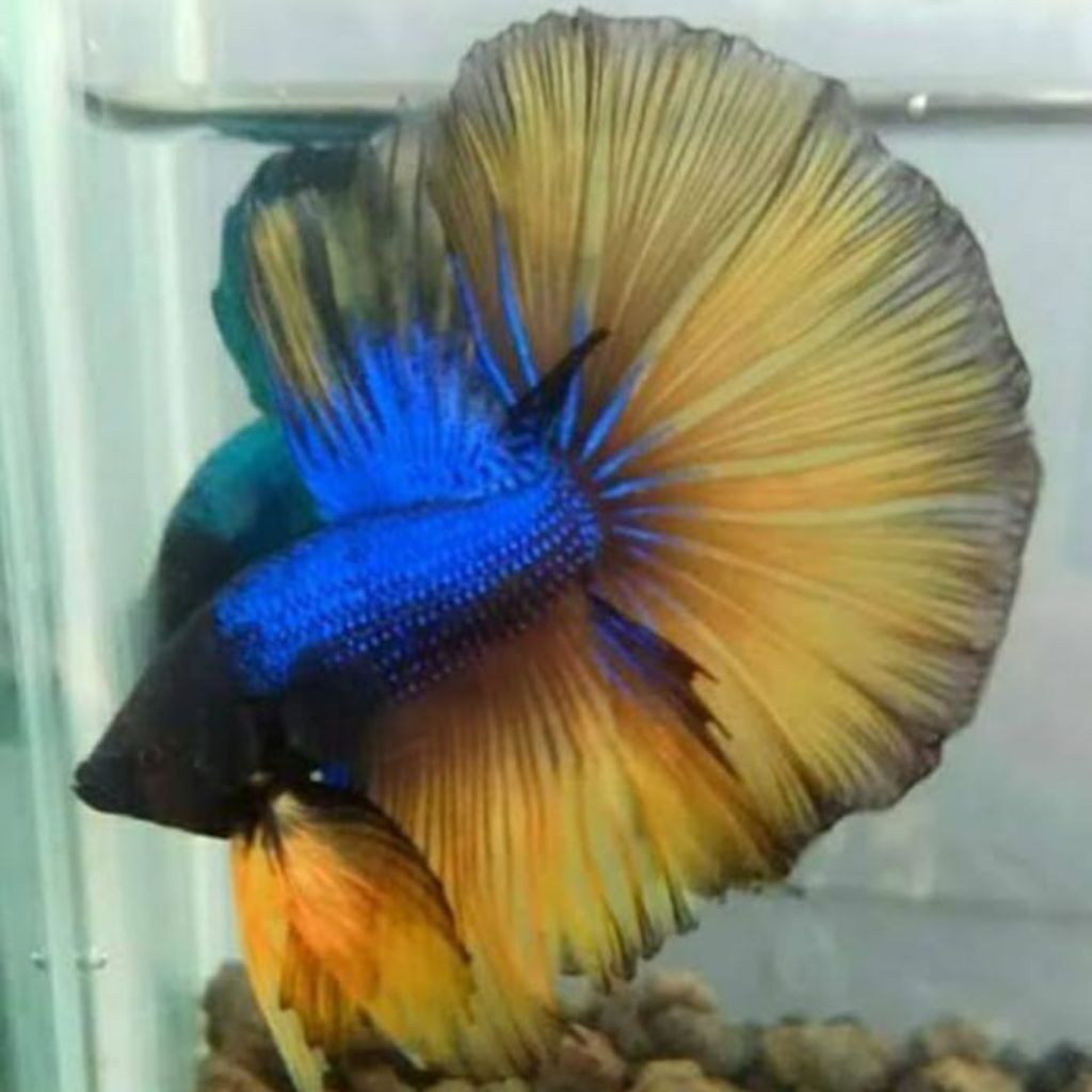 Cupang HM Rosetaile Warna Mustard Gas Yellow Blue Ukuran L+ Murah Berkualitas