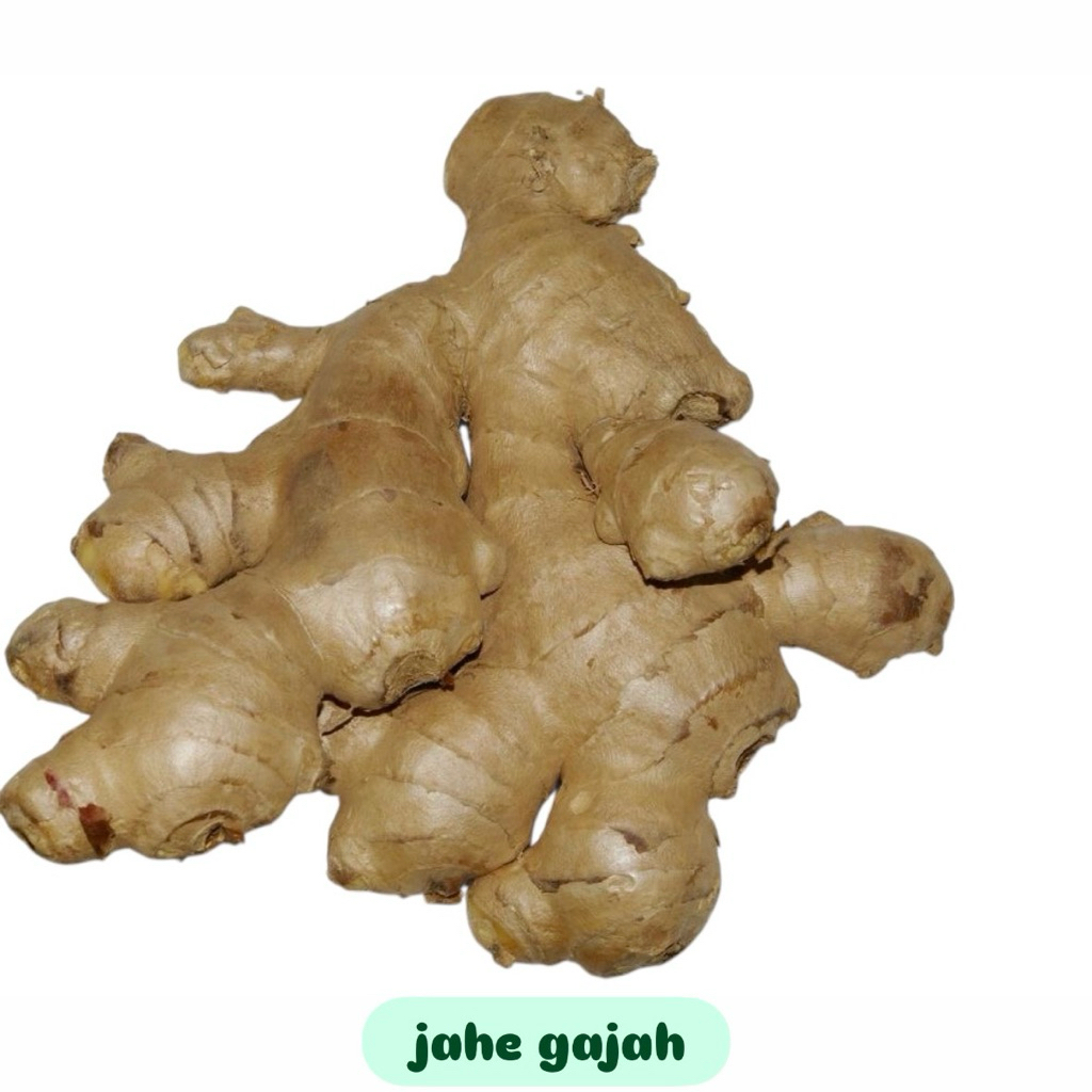 

Jahe besar segar 250gr/500gr/1kg