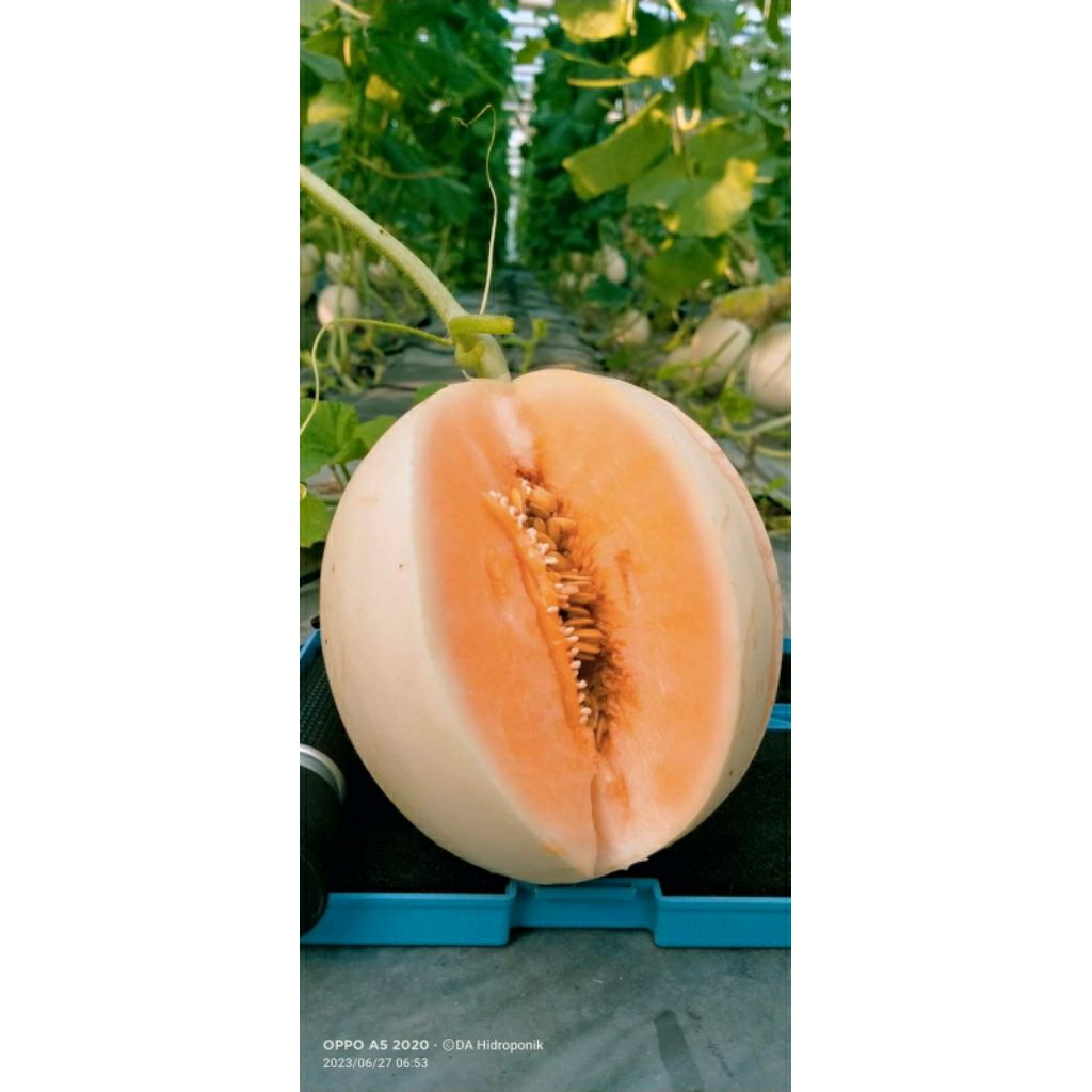 

sweet hami. lavender. kirani new, kinanti