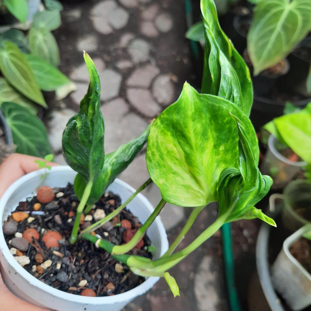 epipremnum shangrila variegata