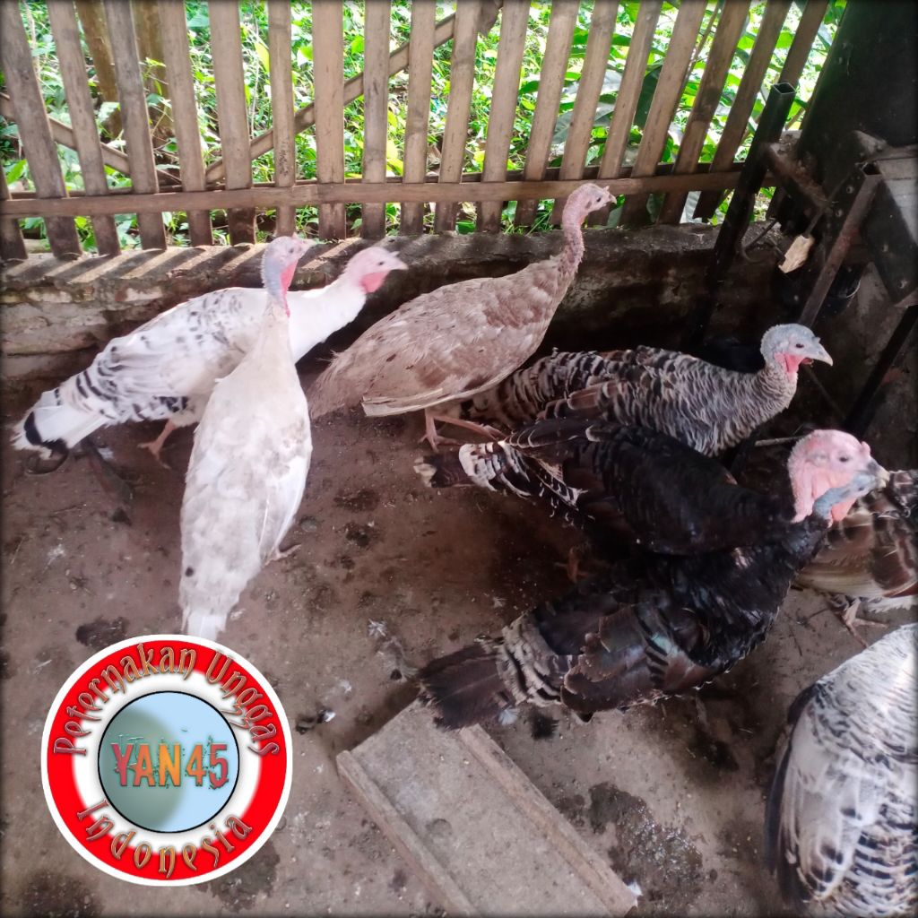 Ayam Kalkun Dewasa | Ayam Kalkun Betina | Kalkun | Ayam Hias | Yan45
