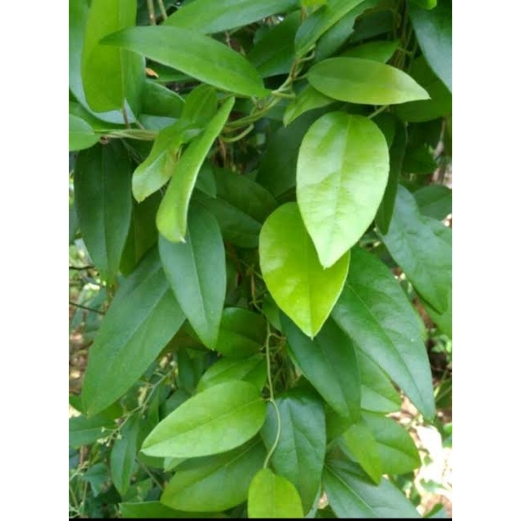 

daun cincau hijau fresh segar bahan pembuatan cincau per 1 lembar