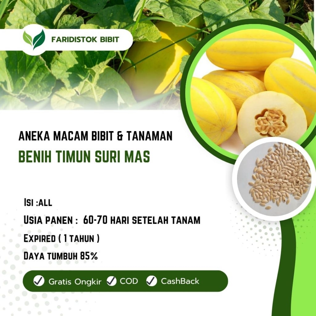 500 biji benih timun suri mas