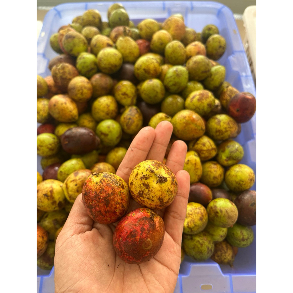 

Buah Matoa jumbo manis