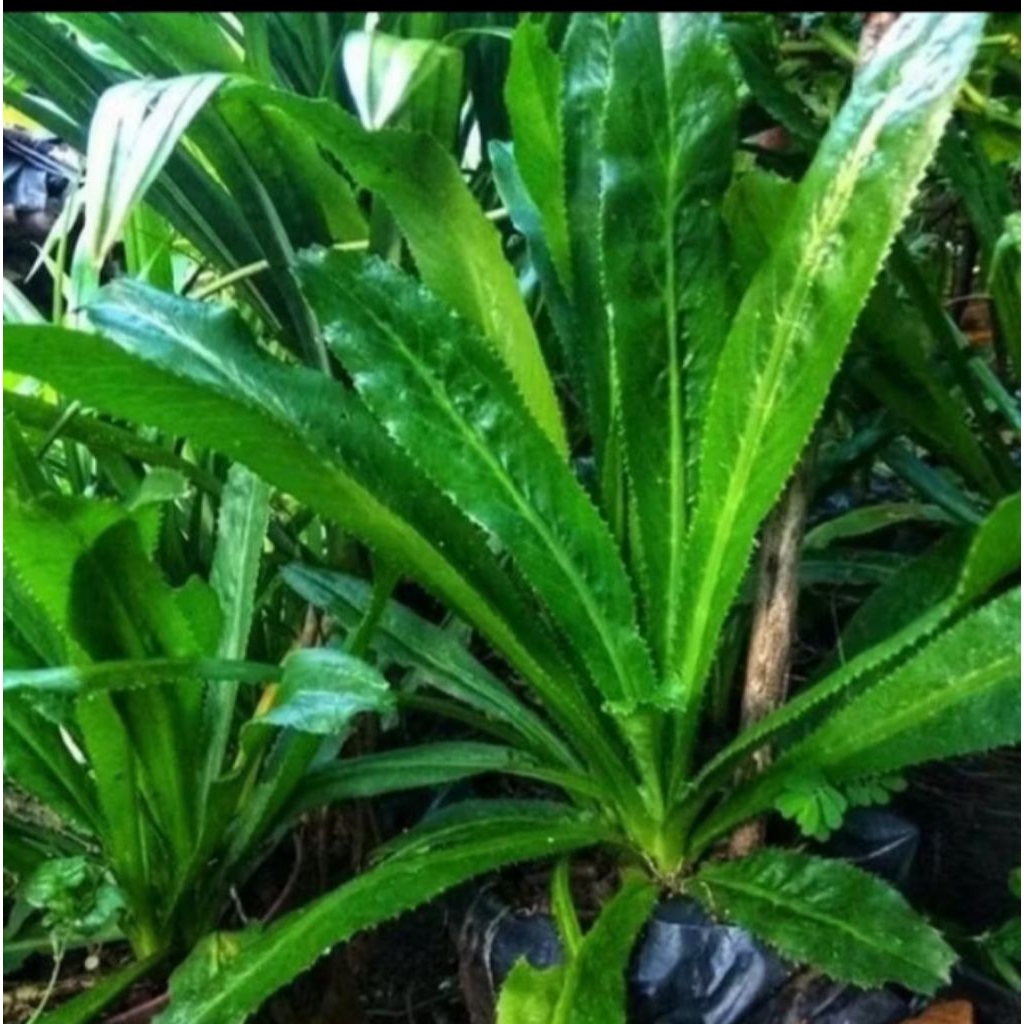 

Daun Walang Sangit Segar 500g