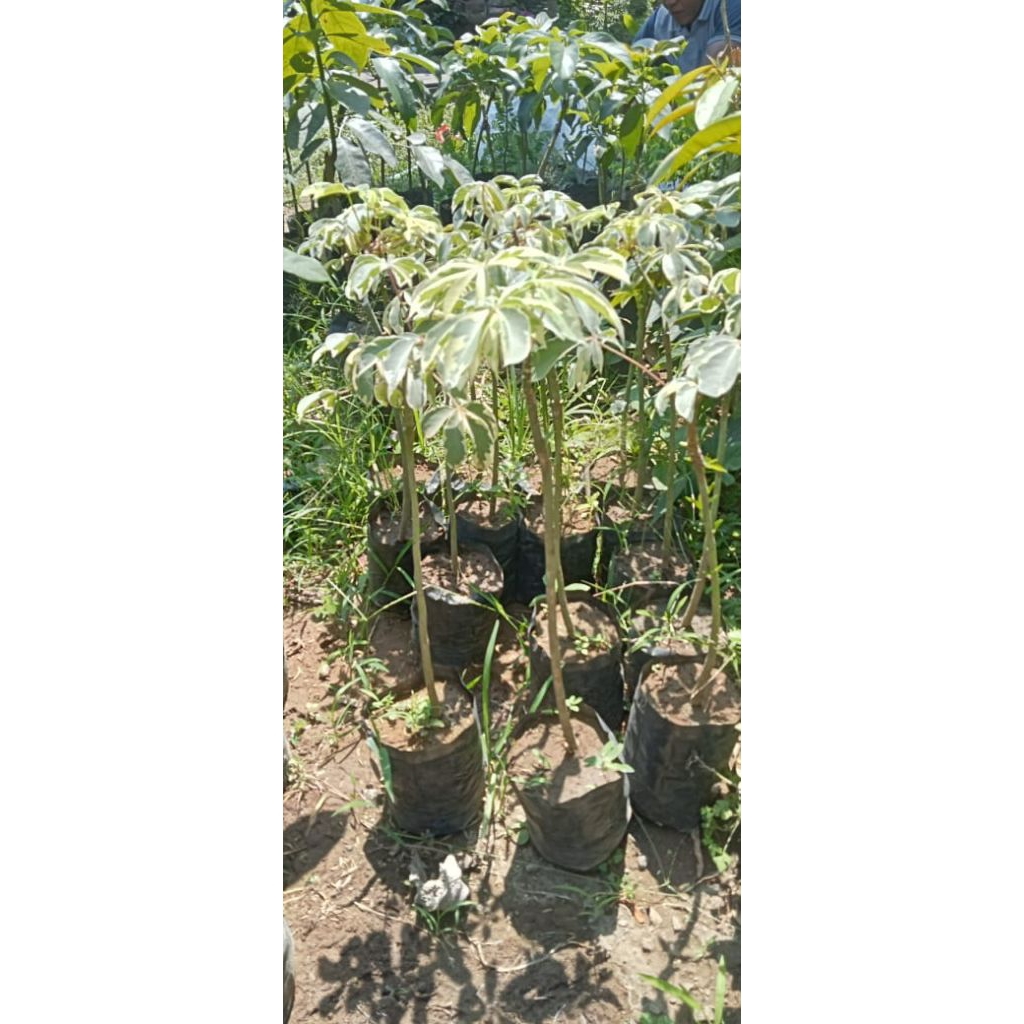 Bibit Randu Varigata