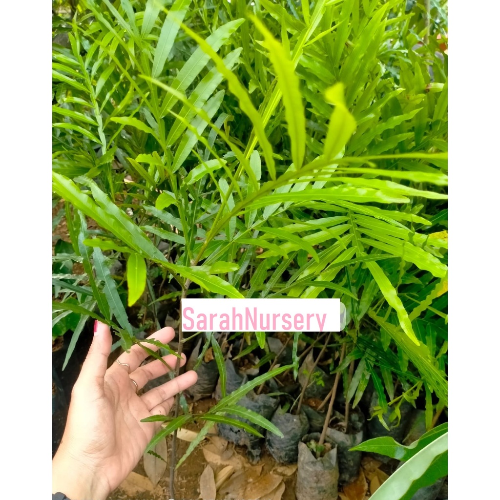 Bibit tanaman Peneduh Kiara Payung - Pinisium - Rimbun