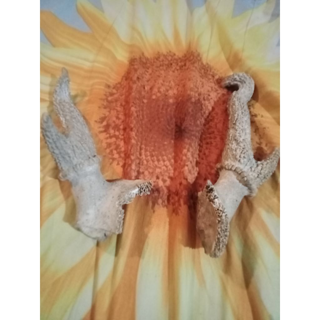 

tanru rusa kebuttu asli