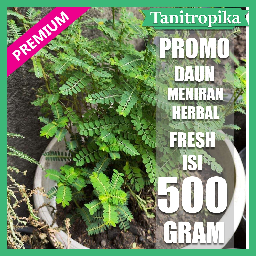 

Daun Meniran segar 500 Gram Untuk Obat Ginjal Herbal Alami tani tropika