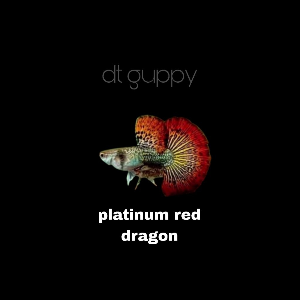 stiker guppy platinum red dragon