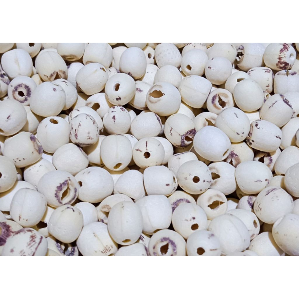 

Biji Teratai 1 kg lotus seed 1000 gr Lienci Lianzi Lienzi Lienzhi Lianzhi