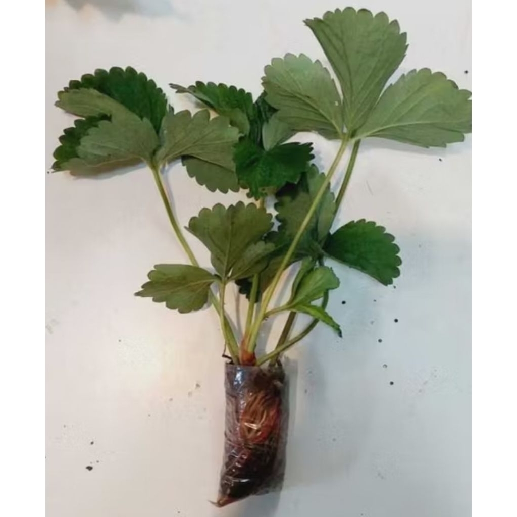 [ PROMO ] Bibit Stroberi Jumbo Manis Super Siap  Tanam