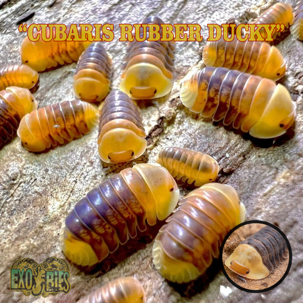 Cubaris sp. Rubber Ducky Isopod Pengurai Bioactive Paludarium Dan Vivarium Isopoda Sp Rubber Ducky