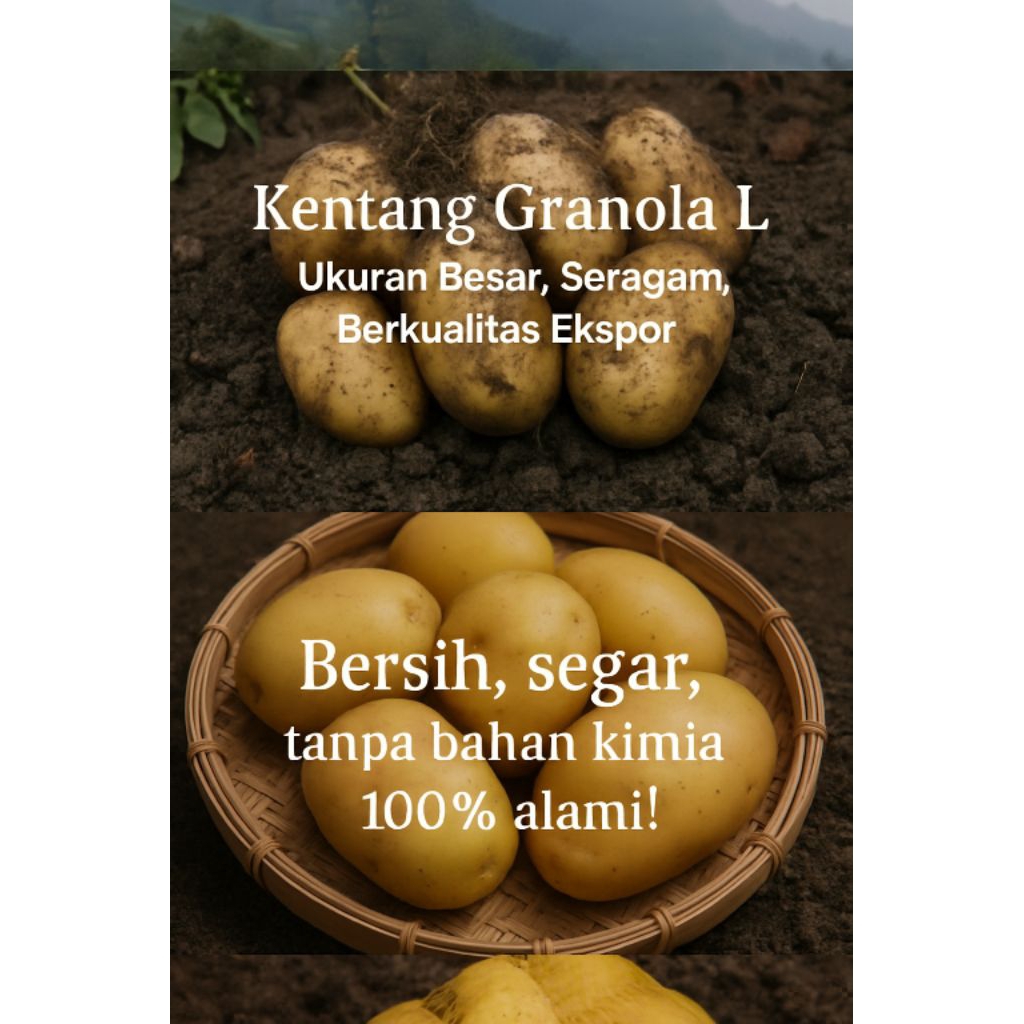 

kentang dieng premium