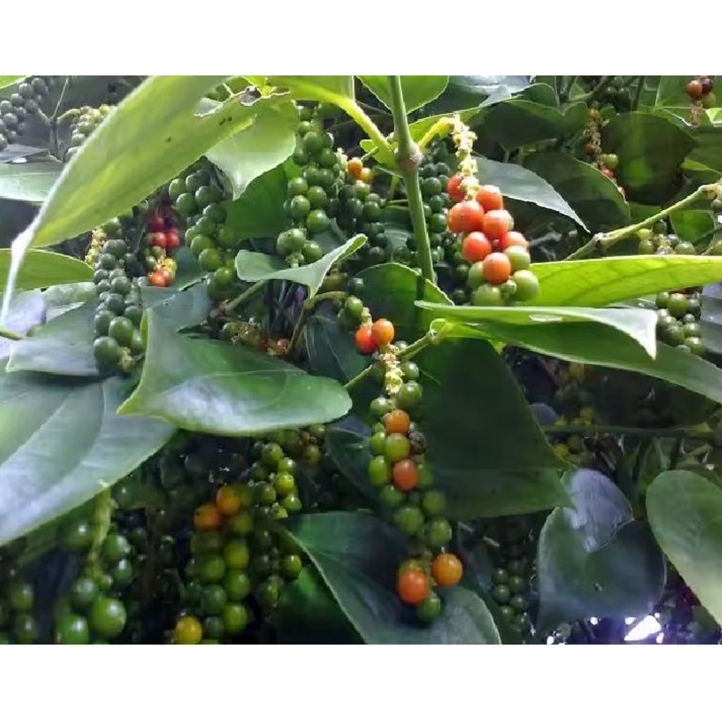 Bibit stek lada perdu unggul murah bibit merica bibit stek batang lada perdu unggul