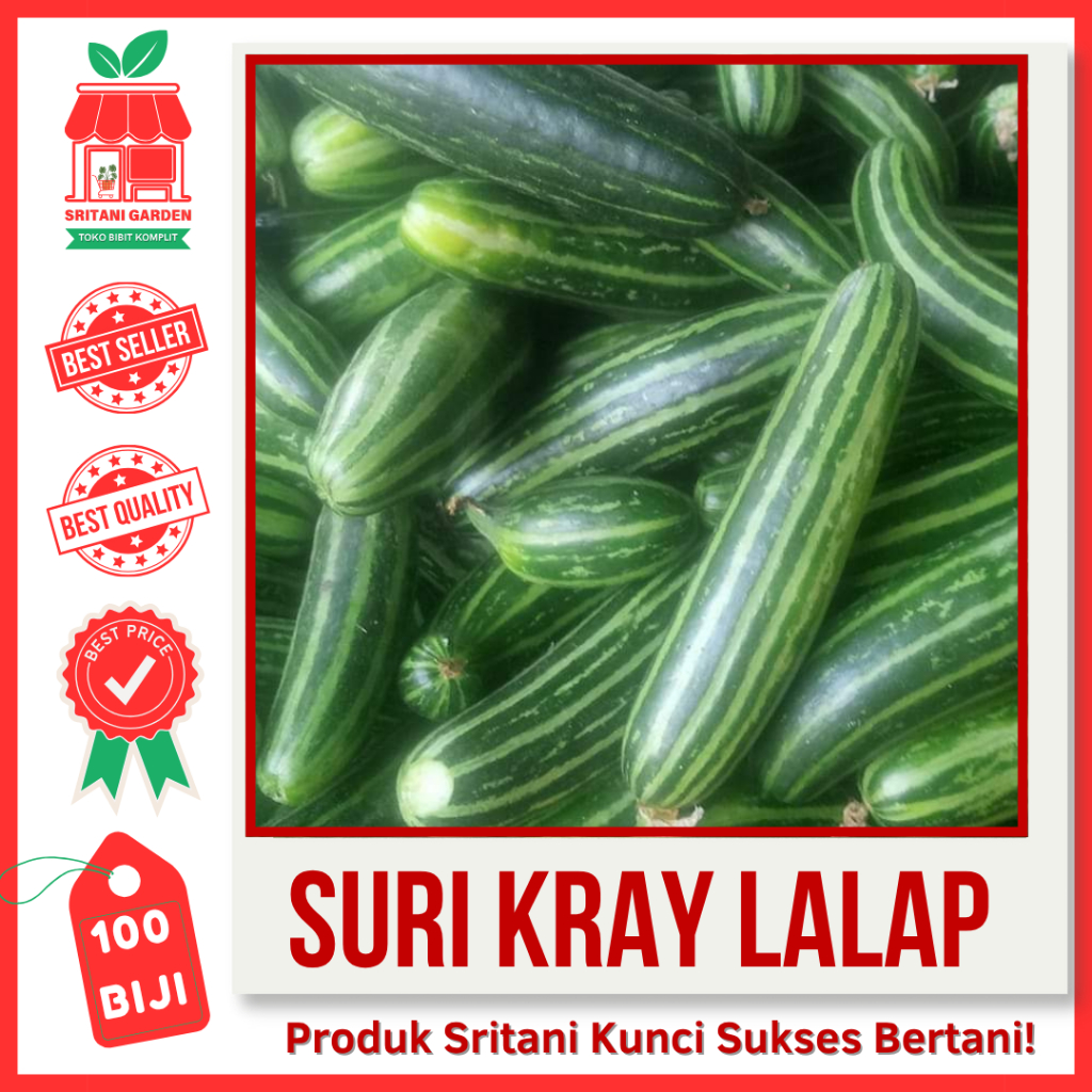 100 BIJI - BENIH TIMUN SURI KRAY LALAP TIDAK PAHIT UNGGUL PILIHAN