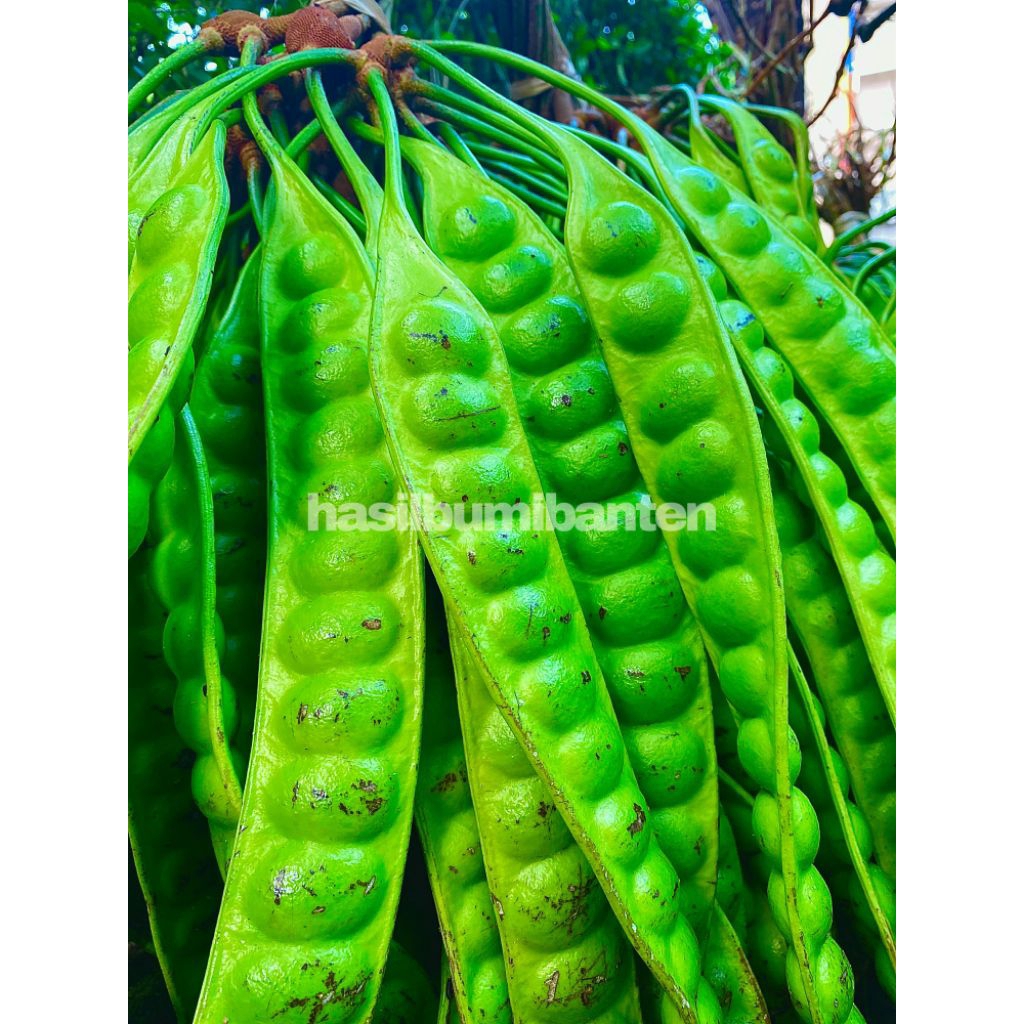 

PETE/PETAI PADI PER 1 PAPAN LONJOR TUA SUPER PILIHAN KUALITAS TERBAIK