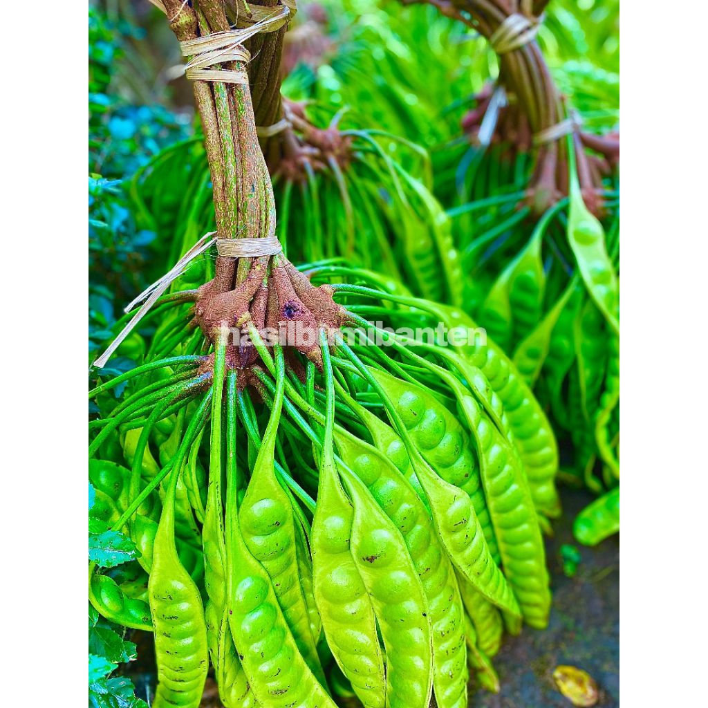 

PETE/PETAI PADI PENDEK PER 1 PAPAN LONJOR TUA SUPER