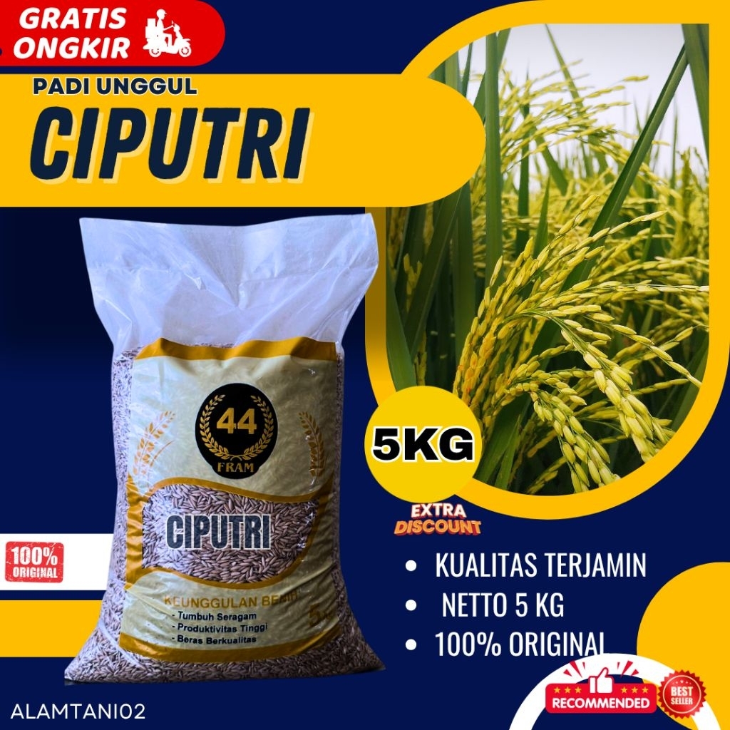 BIBIT PADI BENIH PADI PREMIUM CIPUTRI ( CIHERANG MALAI PANJANGH)KEMASAN 5KG 100% ORIGINAL