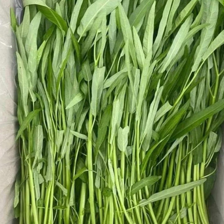 

INSTAN KOTA JAMBI Sayur Kangkung per ikat