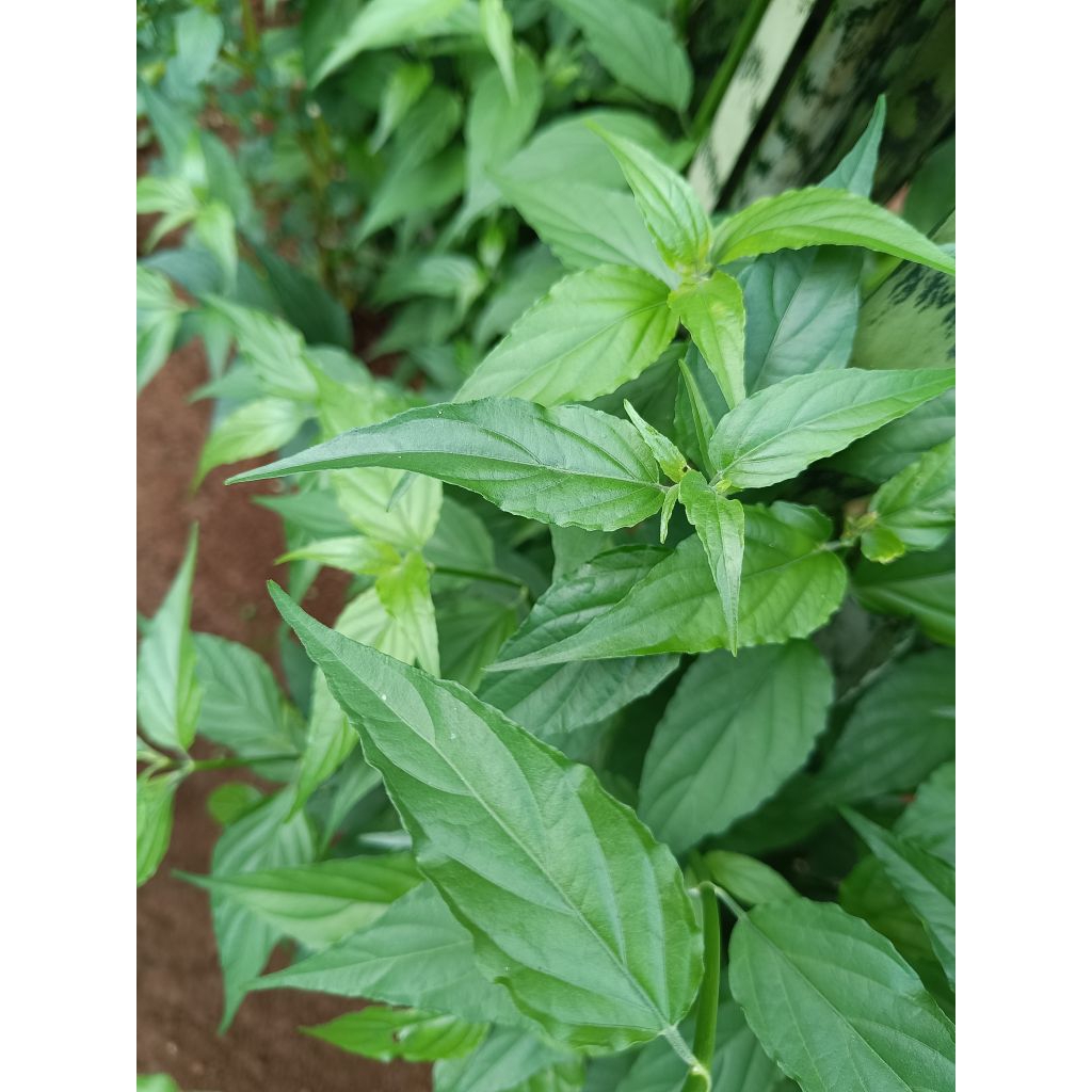 

daun kalingsir segar /dandang gendis/belalai gajah 200 gram