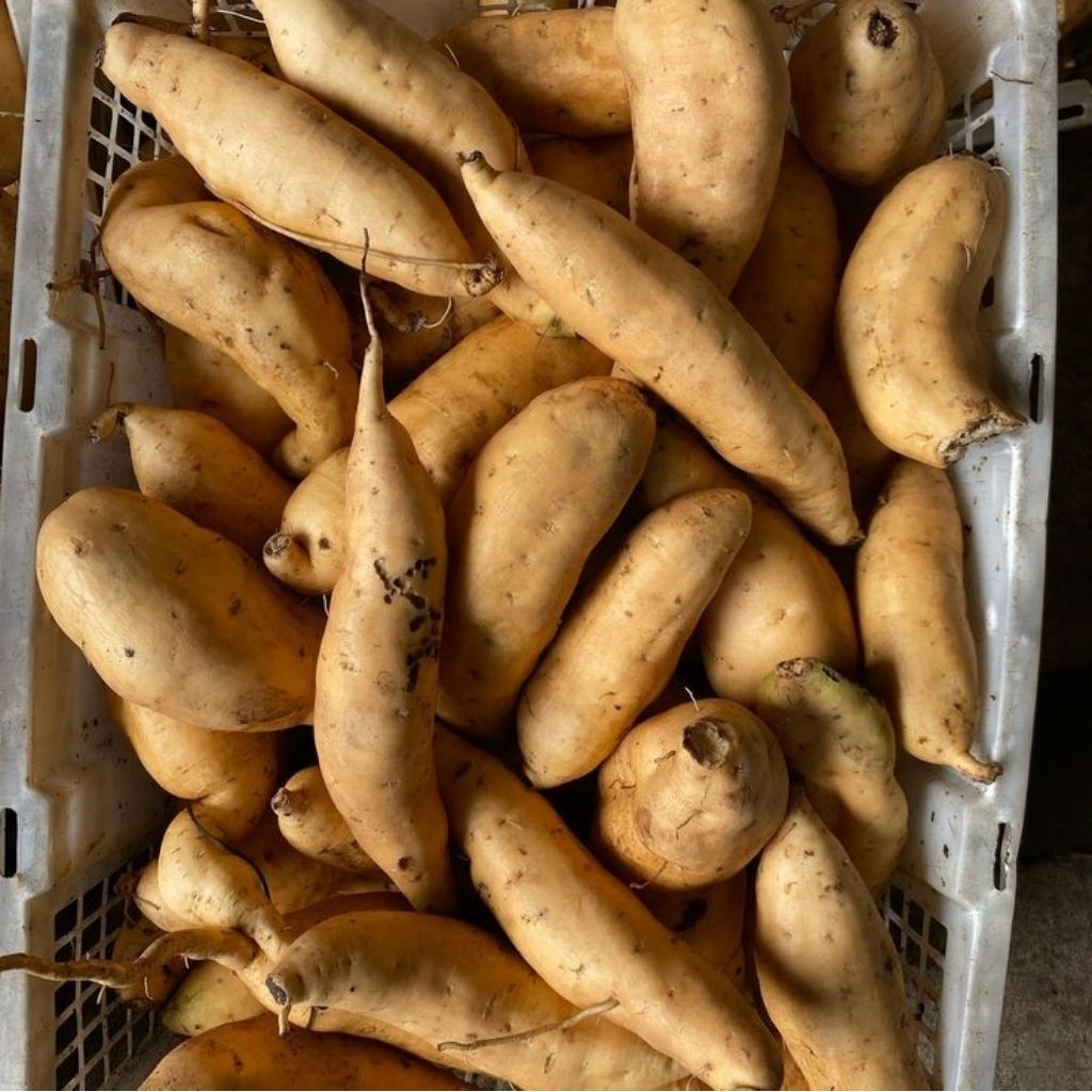 

UBI CILEMBU MADU ASLI 1KG ISI BANYAK UBI JALAR UBI OVEN UBI RANCING MENTAH MANIS