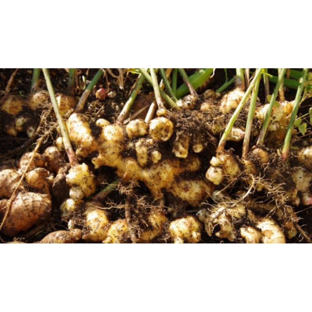 

jahe segar press 500g /1kg