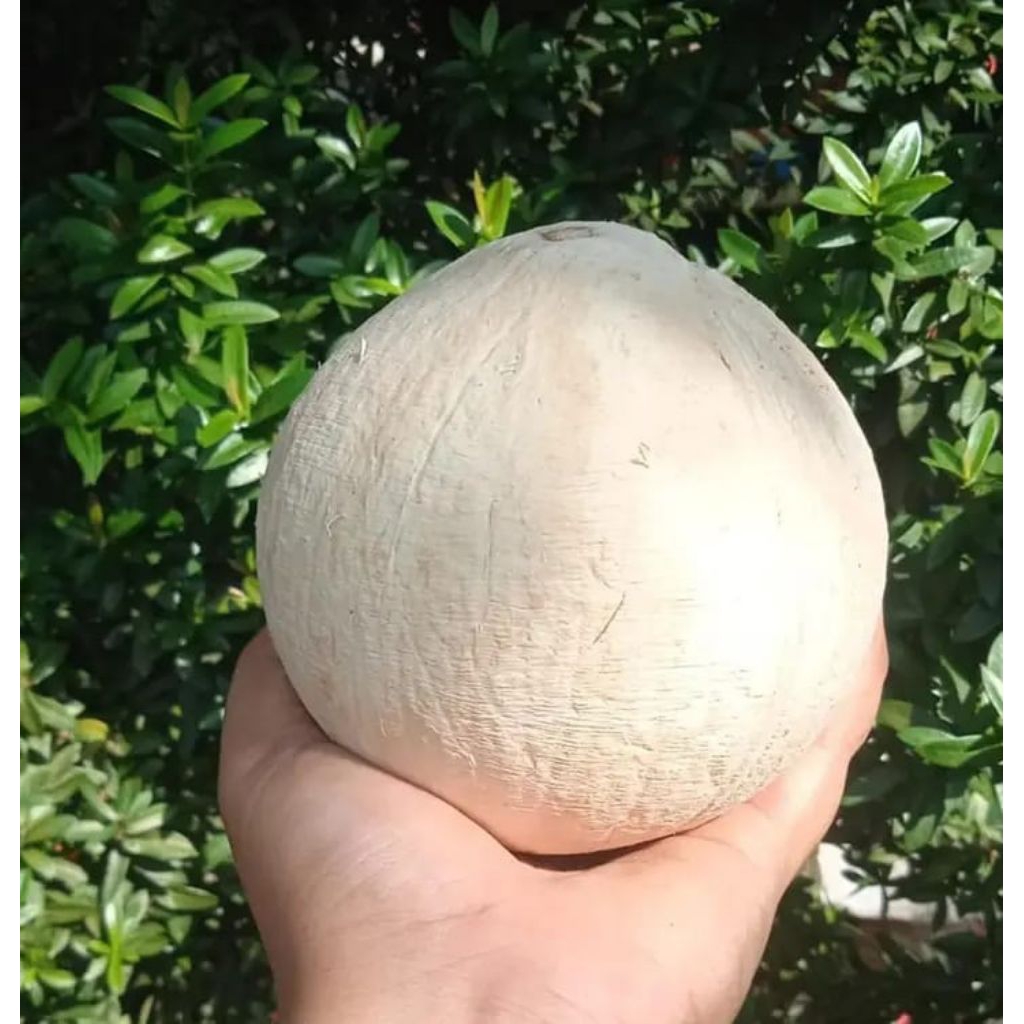 

kelapa kopyor asli dari alam tanpa rekayasa genetika ukuran 48-50 cm