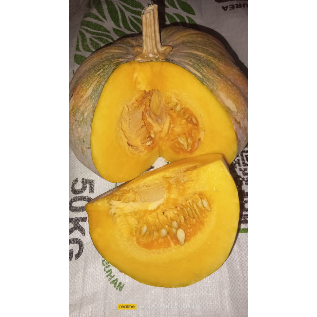 

BENIH/BIJI LABU KUNING 20BIJI