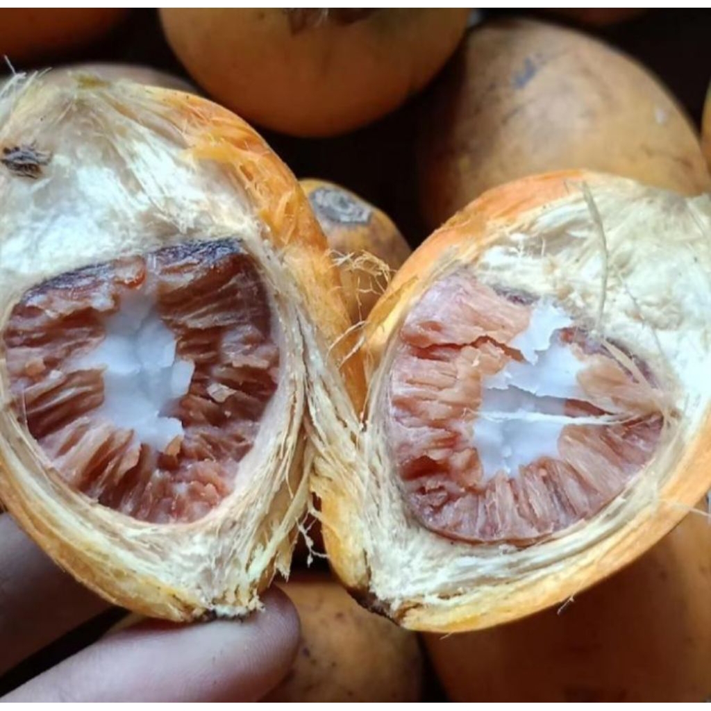 

BUAH PINANG TUA 1KG FRESH DAN MURAH