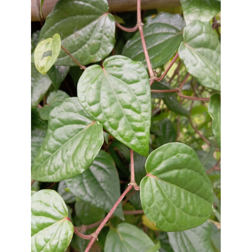 

Daun sirih segar daun sereh pres 1 kg