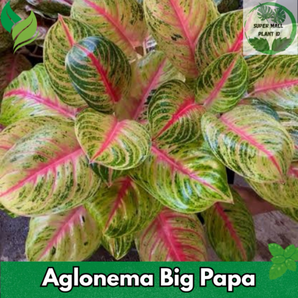 Aglonema Big Papa Dewasa Rimbun - Aglaonema Big Papa Cantik Rimbun Dewasa