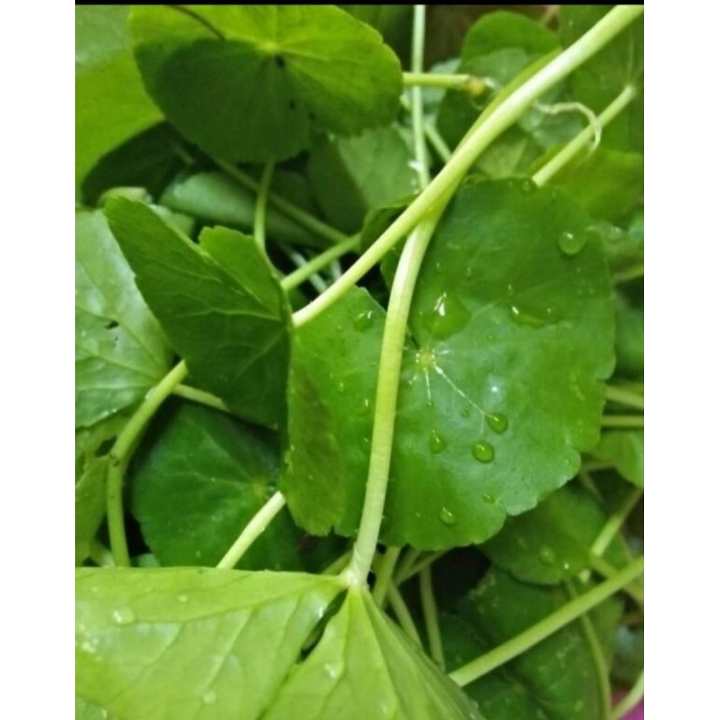 

Pegagan atau antanan 250 gram