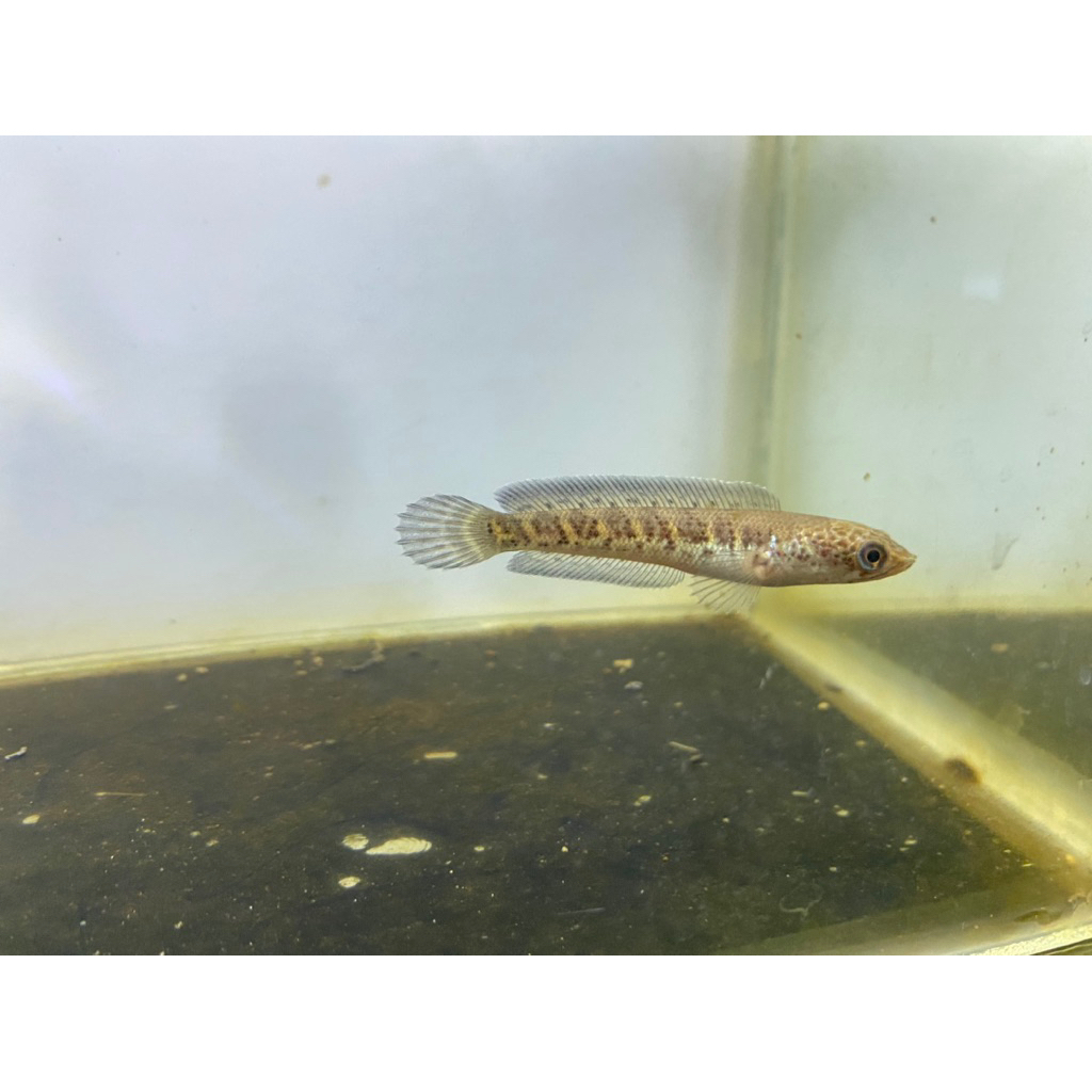 Channa Auranti CB Cina size 4-5cm