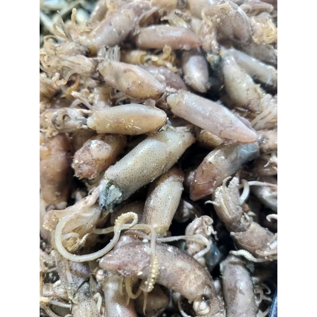 

CUMI ASIN SUNGSANG / cumi sungsang kualitas premium 1kg