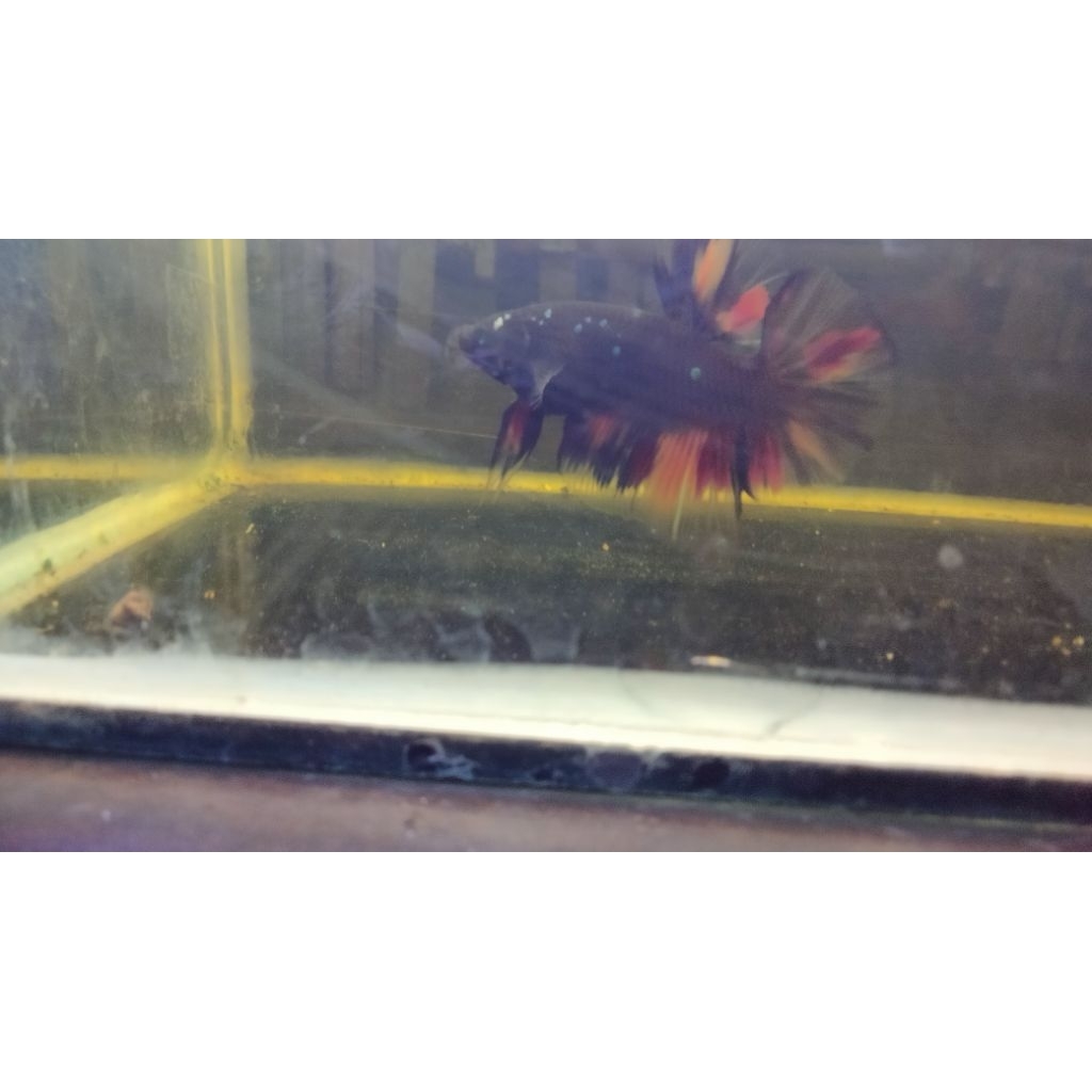 Male giant Avatar daging hitam bo 4-6 dijamin ori, minimal co 10 dapat bonus