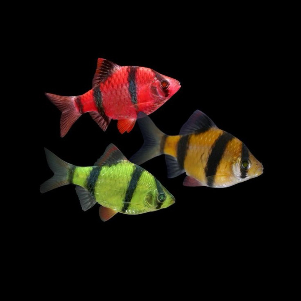 Akuarium Kaca ikan Sumatra Tiger warna Hijau dan Merah