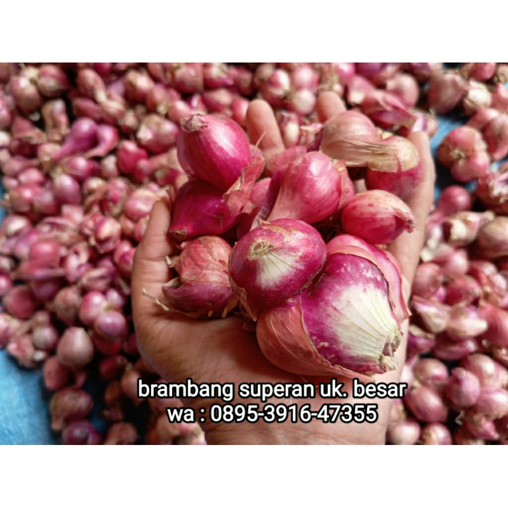 

bawang merah murah ukuran super besar kualitas premium