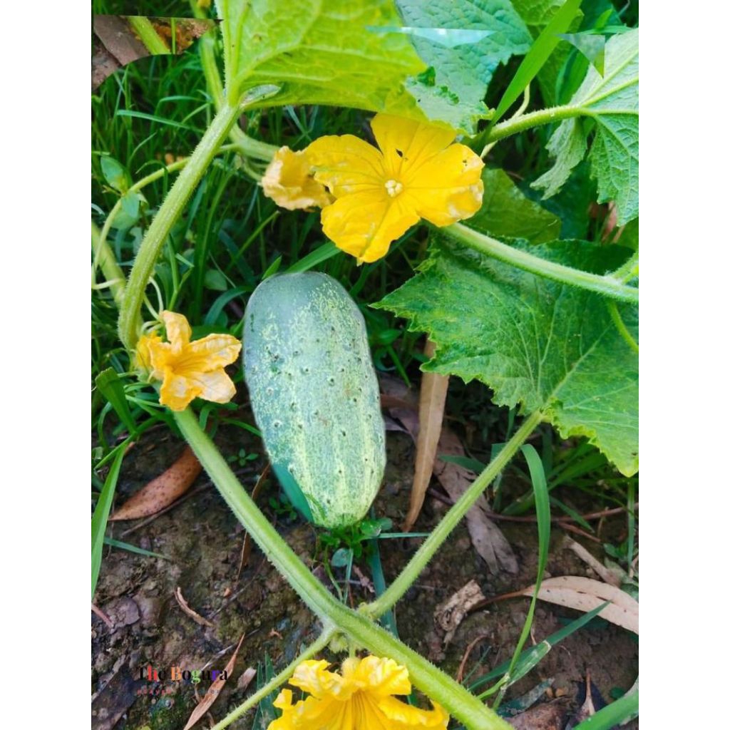 4 Biji Benih Timun Mini Imut| Benih Timun | Benih Sayuran |