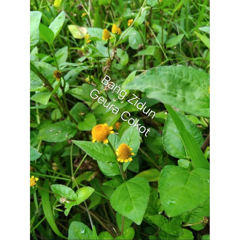 

Bunga jotang fresh dapat 10bunga gratis 15bunga