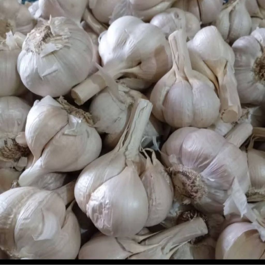 

Bawang putih kating/bawang putih super